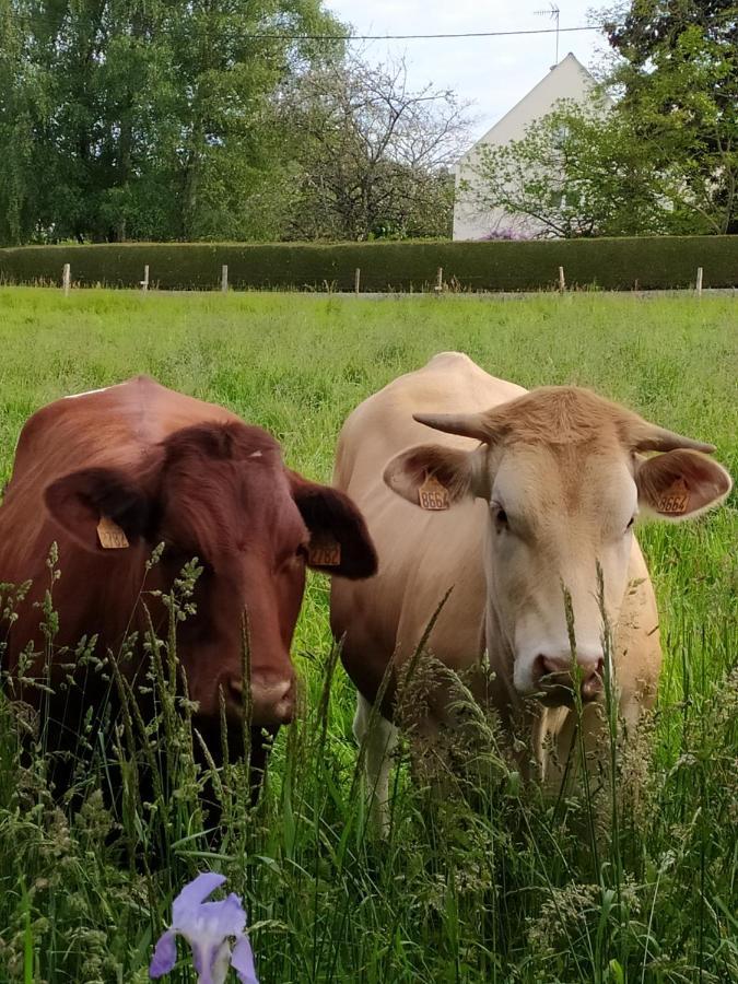 La Chaussee D'Olivet En Mayenne Exterior foto